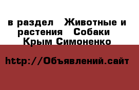  в раздел : Животные и растения » Собаки . Крым,Симоненко